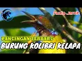 Download Lagu SUARA MASTERAN DAN PANCINGAN BURUNG KOLIBRI KELAPA GACOR NGOBRA
