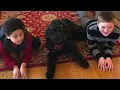 Grief Therapy Dog Brooklyn