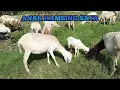 Download Lagu Anak Kambing Saya | Lagu Anak Populer | Versi Dj Remix