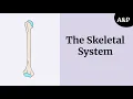 Bone Remodeling and Repair Skeletal System Part 4