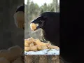 Lagu Crow crunches a peanut shell with their beak