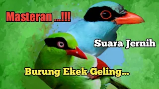 Download 🔴 MASTERAN...‼️  Tembakan Jernih Suara BURUNG EKEK GELING. MP3