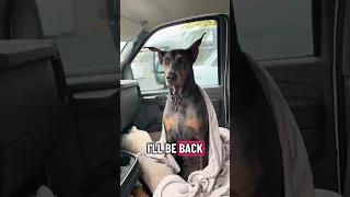 #fyp #dream #doberman #pets #youtube