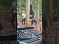 Download Lagu acara senam di kampung durian pakis panti Jember bersama sound ayam kampung jubung