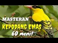 Download Lagu masteran kepodang emas, 60 menit nonstop