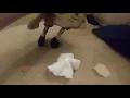 meet penny chip used napkin