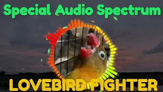 Download Lovebird balibu ngekek speed lambat! Cocok untuk masteran Lovebird anda MP3