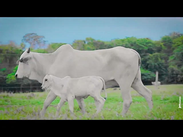 Matriz Nelore LUPE - 563