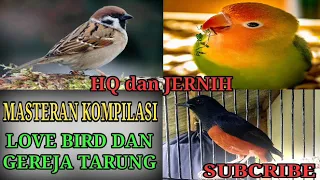 Download MASTERAN MURAI BATU KOMPILASI LOVE BIRD DAN GEREJA TARUNG MP3