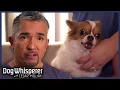 Tiny Dog s Jealous Rage Tears Marriage Apart Full Episodes Dog Whisperer With Cesar Millan