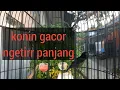 Download Lagu masteran konin isian jangkrik ngetir panjang || masteran konin isian ngetir panjang