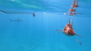 Sharks in the Bahamas! 🦈  They Were Everywhere!!!