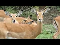 Impala group of females - Akagera NP Rwanda