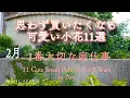 Lagu 【冬から春のガーデニング】思わず買いたくなる可愛い小花11選｜2月の1番大切な庭仕事｜鉢植えに寒肥は必要？11 Cute Small Flowers You'll Want to Buy
