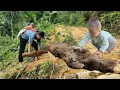 Download Lagu Out of rice to eat, single mother digs cassava to feed her twin children