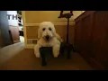 Therapy dogs