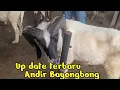 Lagu Up date harga domba Garut terbaru Pasar domba Andir Bayongbong