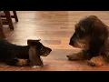 Dachshund Meets Her Baby Sister