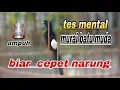 TES MENTAL MURAI BATU FASTOL,, BIAR CEPAT NARUNG
