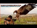 Download Lagu caring for eagles from chicks until they fly into the wild (merawat elang dari kecil sampai terbang)