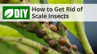 How to Get Rid of Scale DoMyOwn com