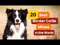 20 Best Border Collie Mixes in the World