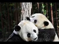 cut and qcut Method of Pandas Library Explained in Details