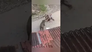 شخص يتعرض لهجوم من الخنزير البري مقطع  جديد      ناسيونال هجوم الحيوانات  إنقاد الناس رعب مخيف صراع  دندنها