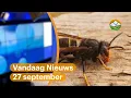 Download Lagu Vandaag Nieuws: Gemeenten willen samenwerking om Aziatische hoornaar aan te pakken