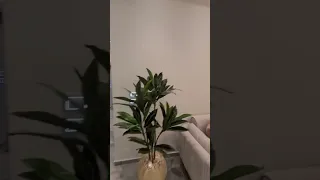 احلى شقه عروسه     دندنها