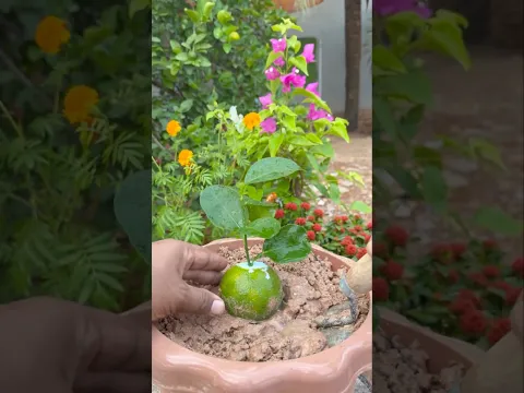 the best technique for planting and propagating orange fruit from egg.#grafting #orange