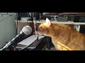 Download Lagu Live Shortwave radio stream Saturday October 11th 2025
