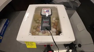 West Pearland Library - Chicks to Hatching Watch