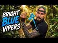RARE BLUE VIPERS get an UPGRADE
