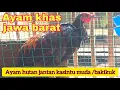 Download Lagu Suara pikat ampuh ayam hutan/Pikat ayam hutan jantan/Ayam hutan jantan bekikuk muda/bekikuk/kasintu