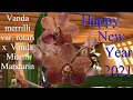 Download Lagu Vanda merrilli var. rotari x Vanda Miami Mandarin