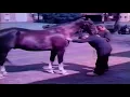 Download Lagu 0032 Boeren in vroeger tijden. Het paard en zijn werk. Deel 1