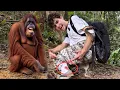 *I GOT ATTACKED* finding Sumatra’s wild orangutans 🦧 | Kyle Thomas