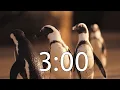 3 Minute Timer Penguins