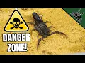 Download Lagu Feeding ALL MY SCORPIONS!