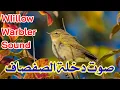 Download Lagu صوت دخلة الصفصاف (الأصيفر) || Willow Warbler Sound