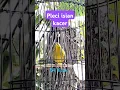 Download Lagu Suara burung Pleci isian kacer #iyon #keep