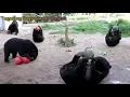 Download Lagu Phnom Tamao Zoo is a place for wildlife and forest conservation