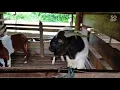 Download Lagu Kambing Biri-biri