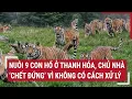 Download Lagu Nuôi 9 con hổ ở Thanh Hóa, chủ nhà ’chết đứng’ vì không có cách xử lý