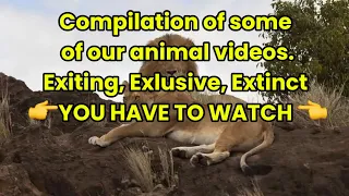 Watch this compilation of animal video with over 300.000 views in total