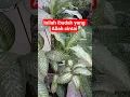 Download Lagu inilah ibadah yang Allah cintai#sedekahuntukanakyatim#yanglagikesusahan