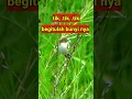 Download Lagu burung cici padi sawah