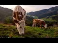 Cow Ranch Grazing Cows in the mountains Cow Farming Happy Cows