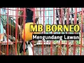 Download Lagu PENUH MATERI!! MB BORNEO GACOR MENGUNDANG LAWAN UNTUK BUNYI
